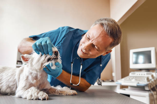 Best 24-Hour Emergency Dentist  in Lewiston, MN